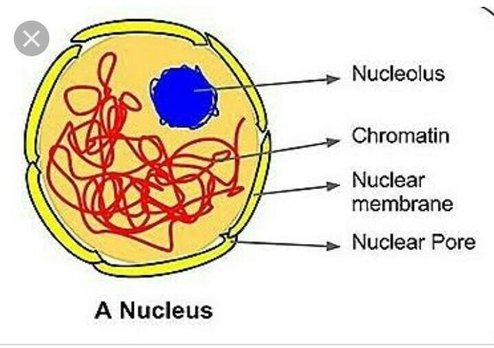 The Control Center of the Cell